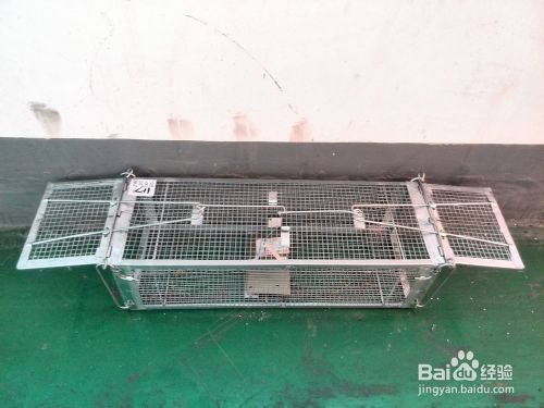 夏季如何有效防蟲滅鼠?