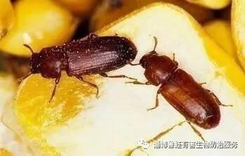 主要業務包括:從事害蟲的防治服務;滅鼠及預防;提供衛生殺蟲,有害生物