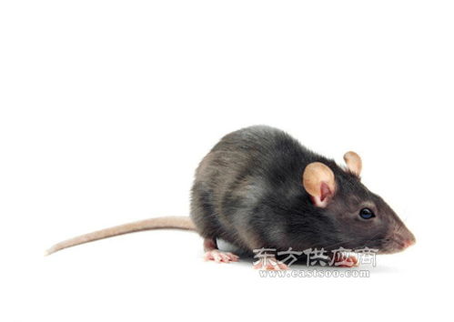 殺蟲滅鼠公司服務電話 瑞克害蟲防治 三水區滅鼠公司圖片