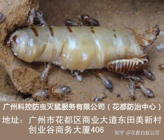 東莞治白蟻防治怎么殺-森葉白蟻防治-天涯焦點