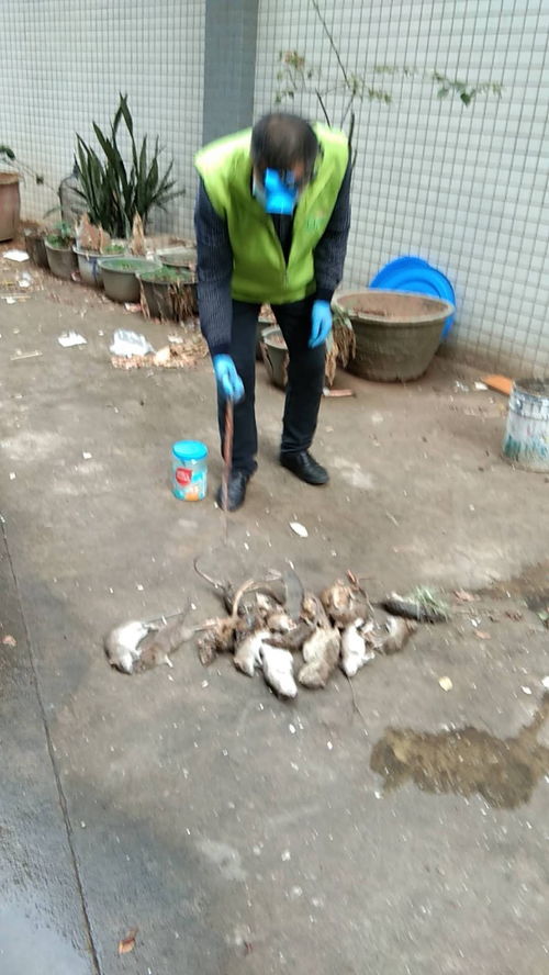 虎門工廠殺蟲滅鼠服務熱線已開通