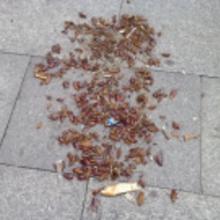 滅鼠滅蟑螂滅白蟻價格 滅鼠滅蟑螂滅白蟻批發(fā) 滅鼠滅蟑螂滅白蟻廠家 