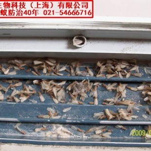 奉賢區滅白蟻公司怎么收費?上海滅鼠防蟲服務