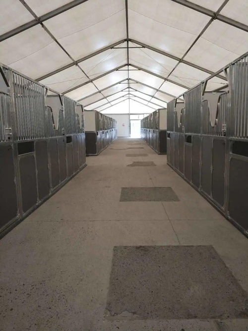 跟著馬兒進中國 一圖讀懂進境馬匹檢疫監管流程