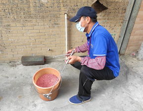 可怕 家里有老鼠東走西竄 快點(diǎn)開(kāi)家居防鼠寶典