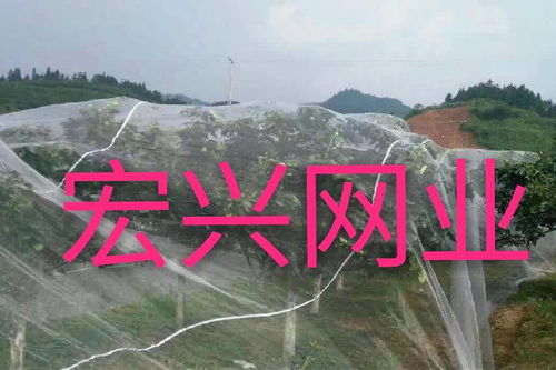 服務專業的果樹防蟲網公司推薦,果樹防蟲網行情