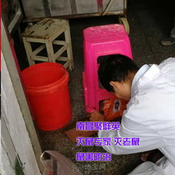 南昌專業滅鼠公司聚群英提供寫字樓辦公室食品廠工業 南昌其它服務