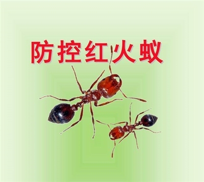桂林赫鼎鴻滅鼠公司滅白蟻、滅紅火蟻