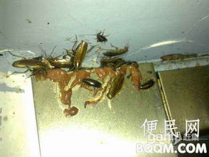 廣州滅鼠公司,專業(yè)家庭上門滅鼠服務(wù)