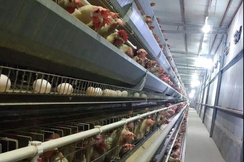 雞場因飼料浪費好幾萬 做好這5點,賺錢省料少不了