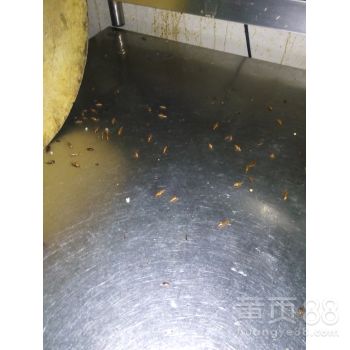 【寫字樓湖南泰韻達滅鼠滅蟑服務】-