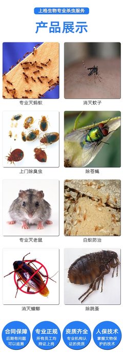 上海消滅老鼠公司怎么收費(fèi)?上海滅鼠防蟲服務(wù)
