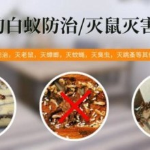 滅白蟻產(chǎn)品圖片大全_滅白蟻產(chǎn)品_滅白蟻產(chǎn)品圖庫_一呼百應(yīng)